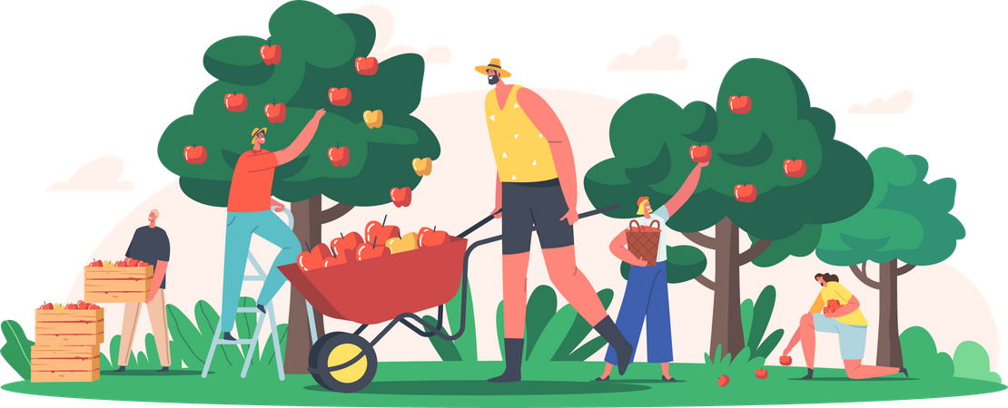 People harvesting fresh apples from the farm  Illustration