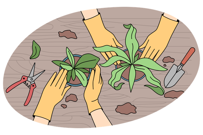 People transplanting plants in pots at home  Illustration