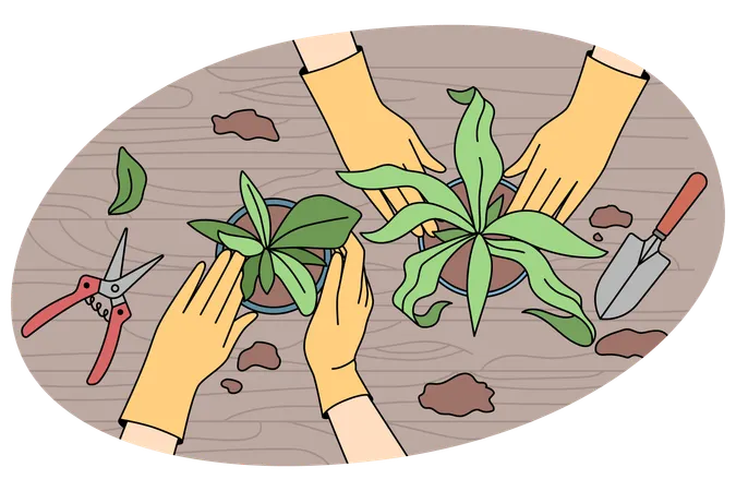 People transplanting plants in pots at home  Illustration