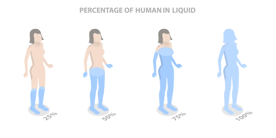 Percentage Of Liquid in Human  Illustration
