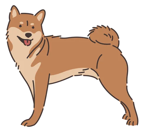 Perro Shiba Inu  Ilustración