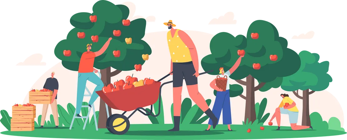 Personnes récoltant des pommes fraîches de la ferme  Illustration