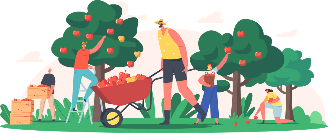 Pessoas colhendo maçãs frescas da fazenda  Ilustração