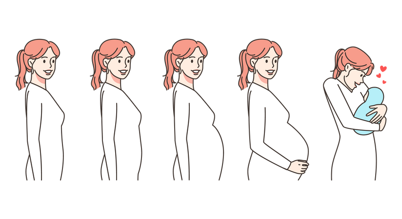 Phases de grossesse  Illustration