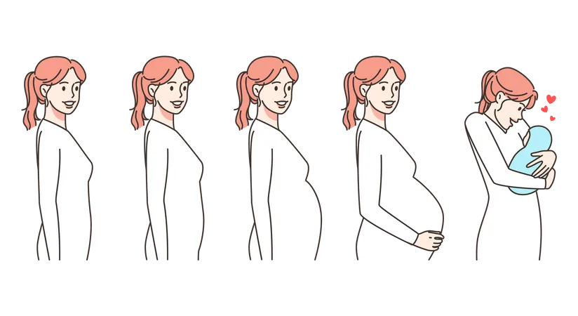 Phases de grossesse  Illustration