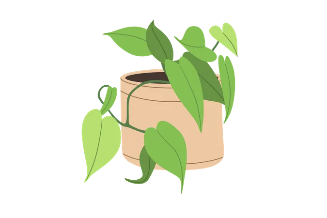 Philodendron Baumfreund  Illustration