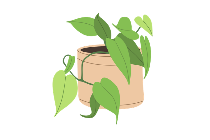 Philodendron Baumfreund  Illustration