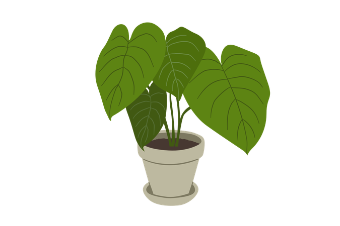 Philodendron mélanochryse  Illustration