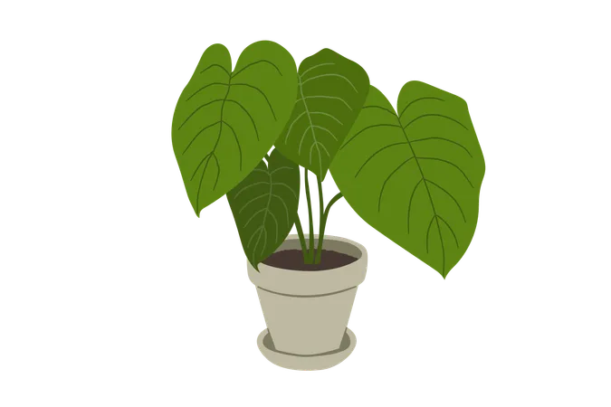 Philodendron melanochrysum  Illustration