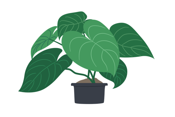 Philodendron Melanochrysum  Illustration