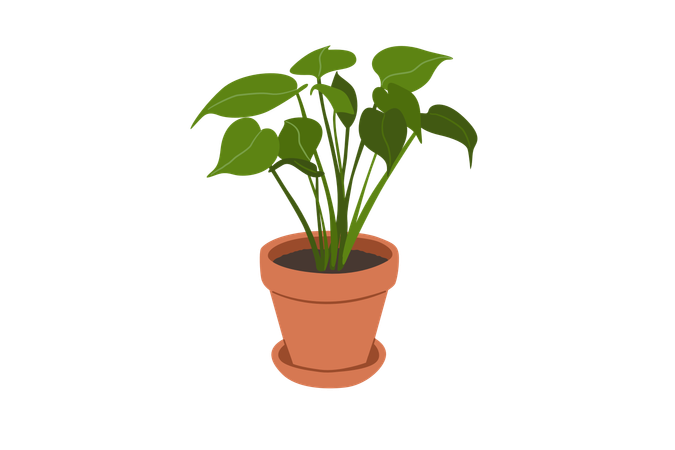 Philodendron Monstera Split  Illustration