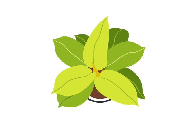 Philodendron rougissant  Illustration