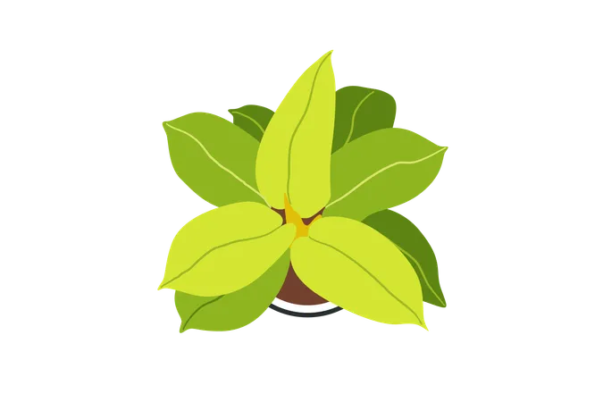 Philodendron rougissant  Illustration