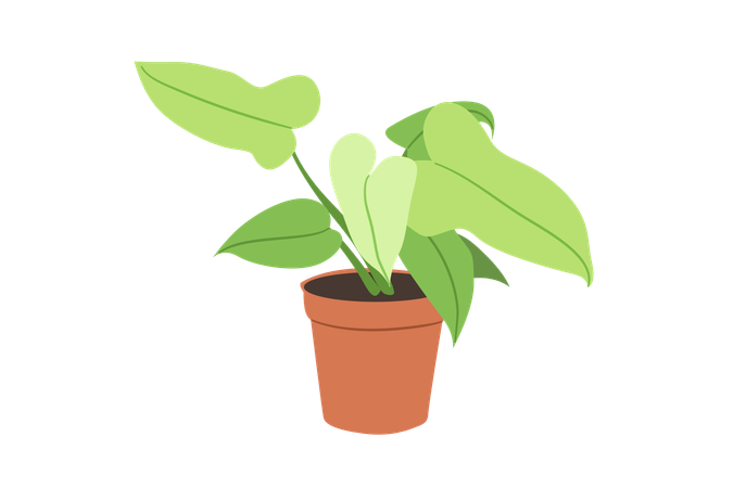 Philodendron violon doré  Illustration