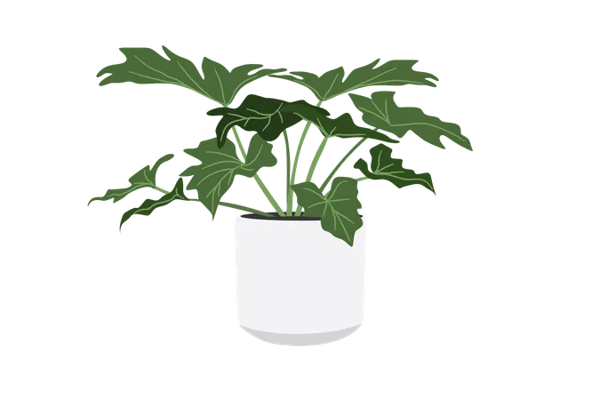 Philodendron xanadu  Illustration