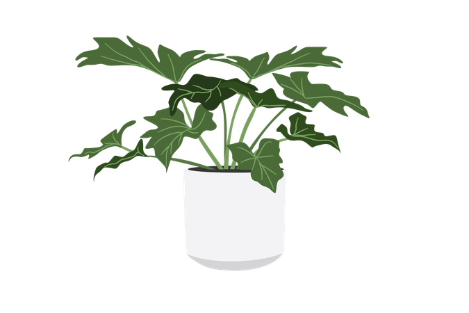 Philodendron Xanadu  Illustration