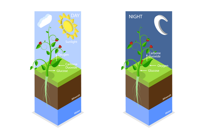 Photosynthesis  Illustration