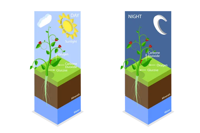 3 D Isometric Flat Vector Conceptual Illustration Of Photosynthesis Cellular Respiration Illustration