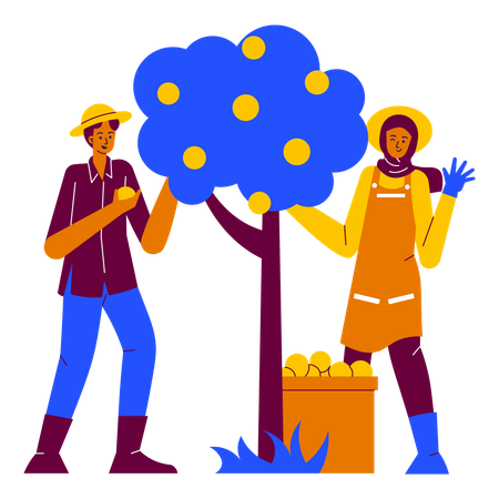 Picking fruits  Illustration