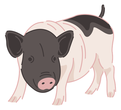 Pig  Illustration