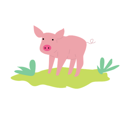 Pig  Illustration