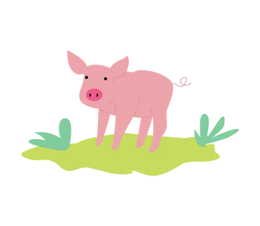 Pig  Illustration