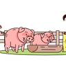 illustration for pigs feeding