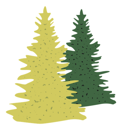 Pine tree  Illustration