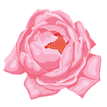 Pink rose  Illustration