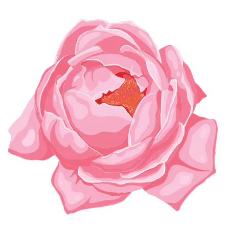 Pink rose  Illustration