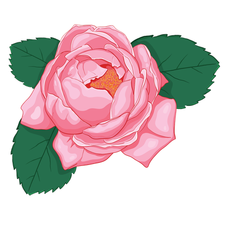 Pink rose with green leaves  Illustration