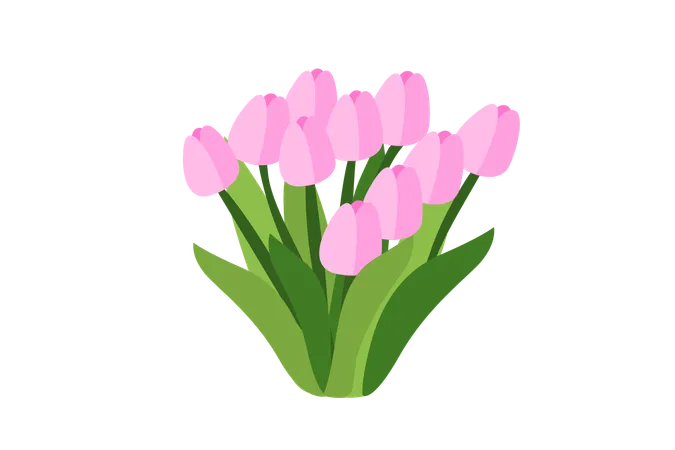 Pink Tulip Flower  Illustration