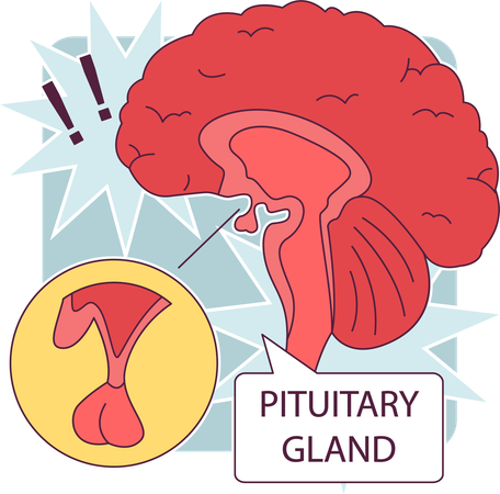 Pituitary gland anatomy  일러스트레이션
