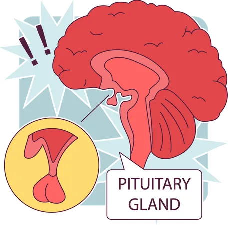 Pituitary gland anatomy  Illustration
