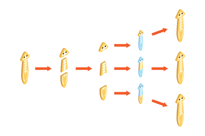 Regeneración de planaria  Ilustración