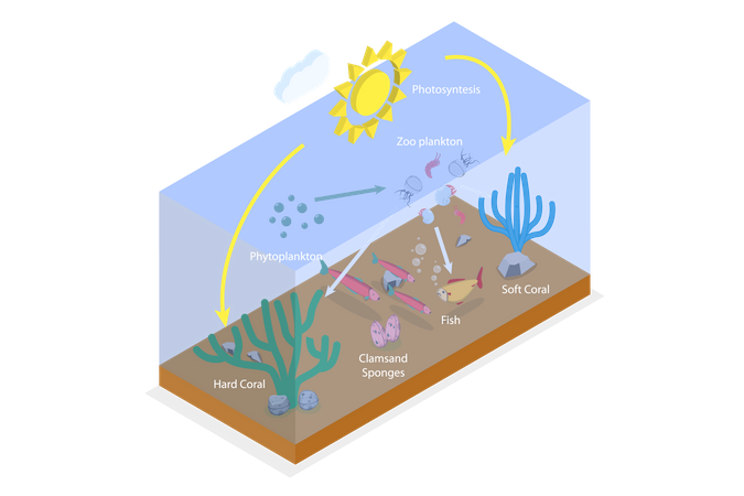 Vie planctonique  Illustration