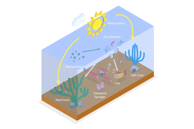 Vie planctonique  Illustration