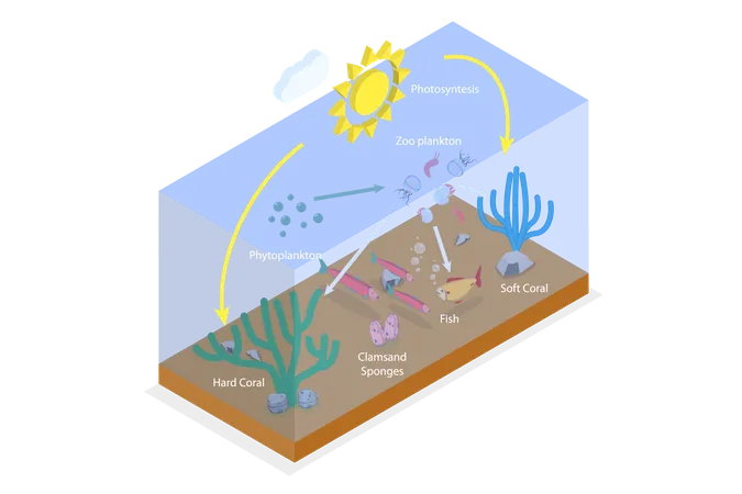 3 D Isometric Flat Vector Conceptual Illustration Of Plankton Life Ocean Food Chain Illustration