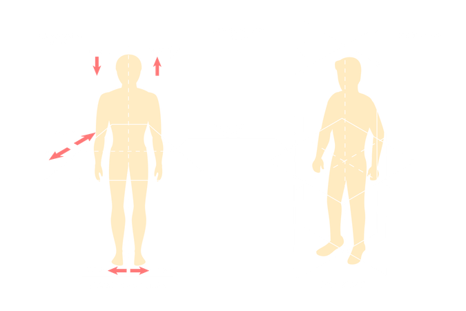Planos anatómicos del cuerpo humano  Ilustración