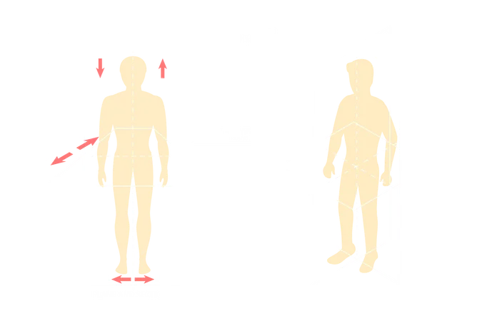 Planos anatómicos del cuerpo humano  Ilustración