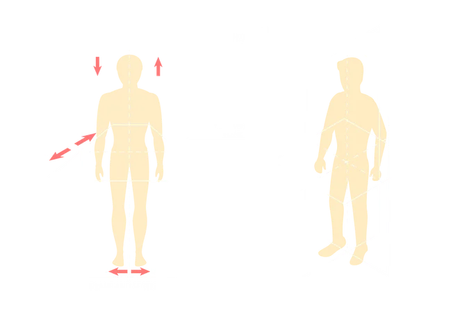 Plans anatomiques du corps humain  Illustration