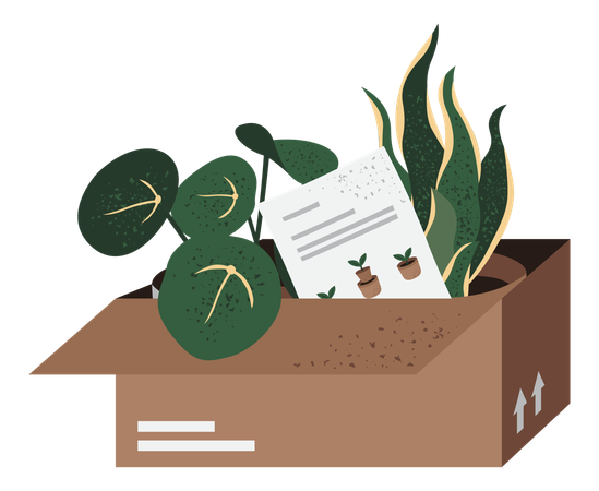 Plant Delivery box  イラスト