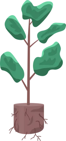 Plant for cultivating  Illustration