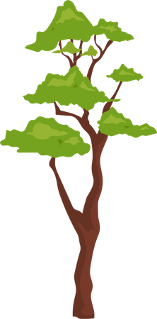 Planta de bonsái al aire libre  Ilustración