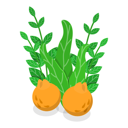 Planta herbácea  Ilustração