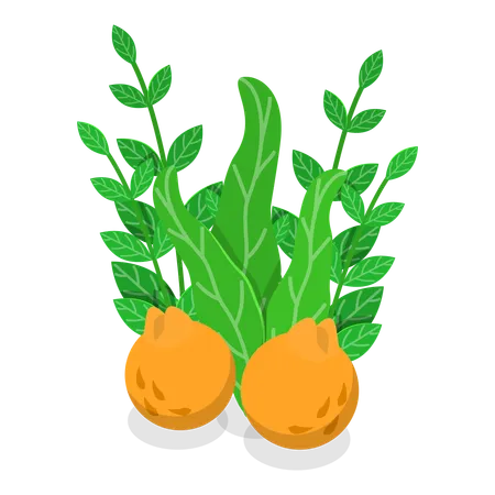 Planta herbácea  Ilustração