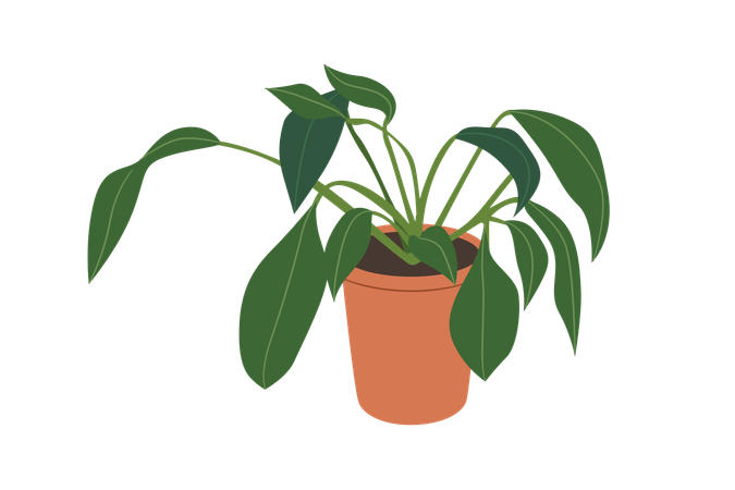 Plantas de lírio da paz  Ilustração