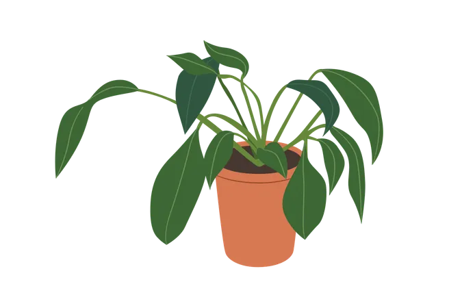 Plantas de lírio da paz  Ilustração