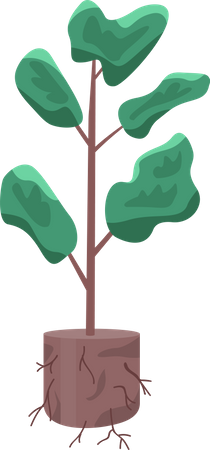 Plante à cultiver  Illustration