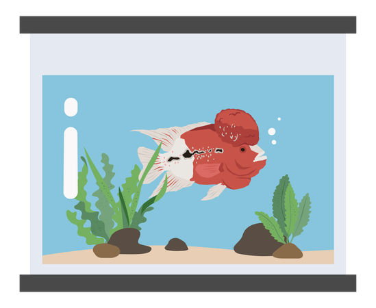 Poisson mignon  Illustration